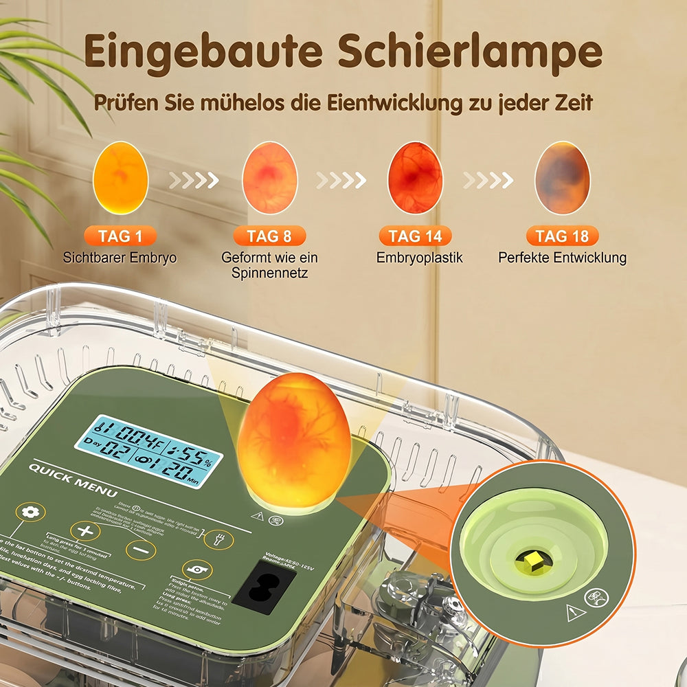 EggOriva