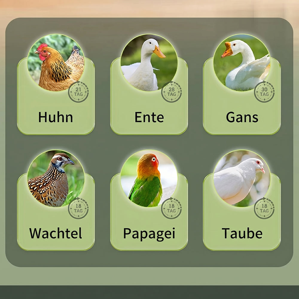 EggOriva