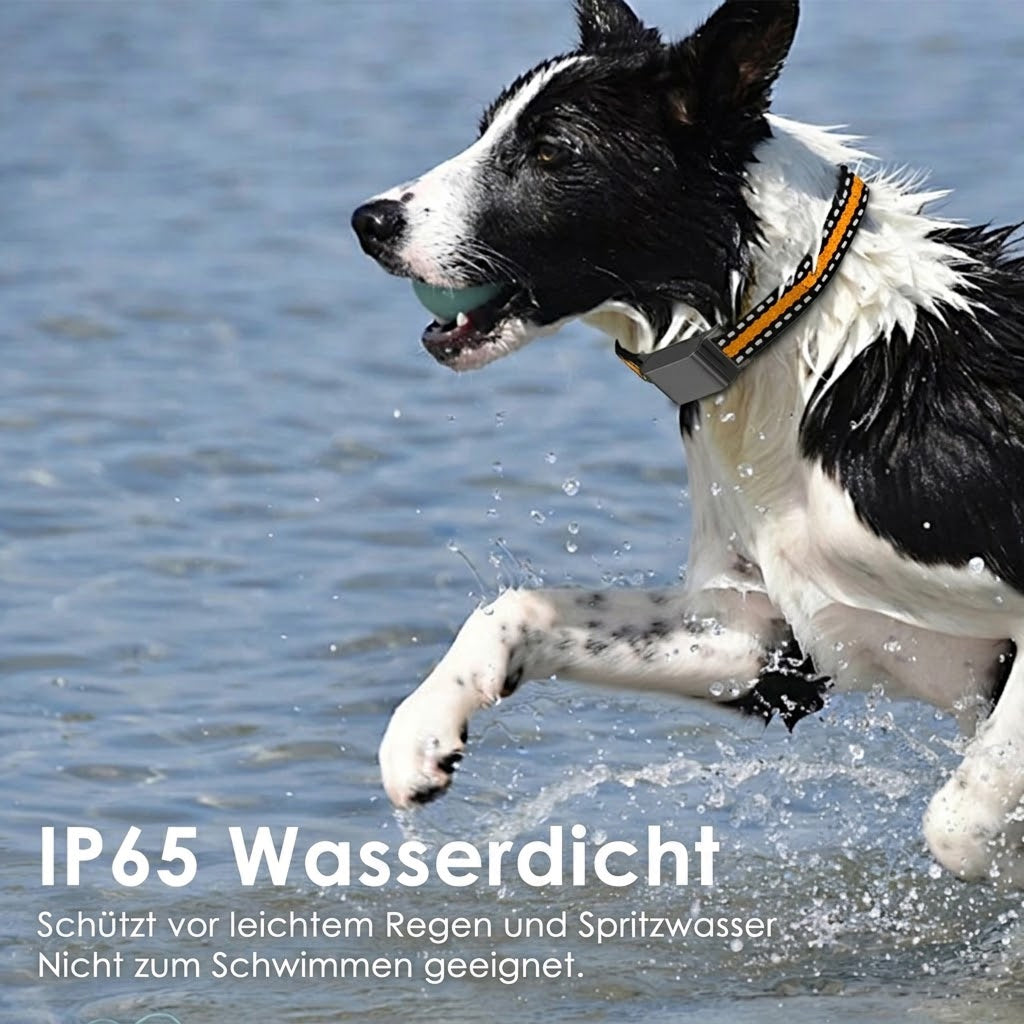 WagiPoint